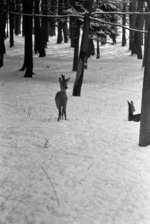 ARH NL Dierssen 1302/0003, Tiergarten: Wild im Schnee, Kirchrode, 1955