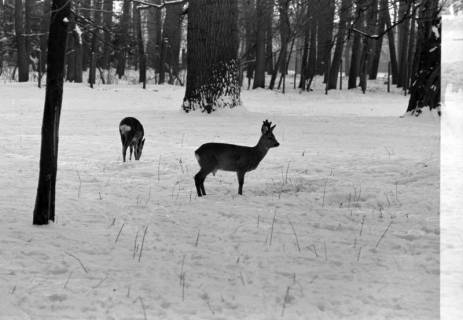 ARH NL Dierssen 1302/0006, Tiergarten: Wild im Schnee, Kirchrode, 1955