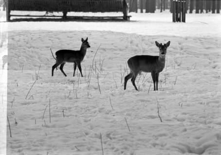 ARH NL Dierssen 1302/0007, Tiergarten: Wild im Schnee, Kirchrode, 1955