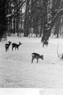 ARH NL Dierssen 1302/0009, Tiergarten: Wild im Schnee, Kirchrode, 1955