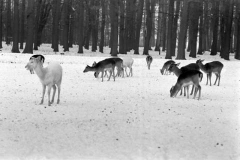 ARH NL Dierssen 1302/0011, Tiergarten: Wild im Schnee, Kirchrode, 1955