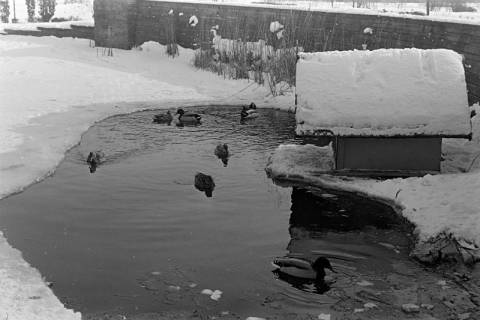 ARH NL Dierssen 1302/0012, Enten im zugefrorenen Teich (Stadthallengarten), Hannover, 1955