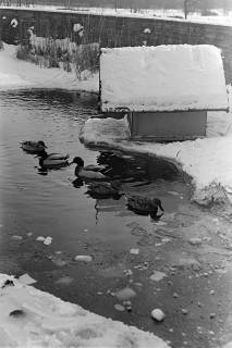 ARH NL Dierssen 1302/0014, Enten im zugefrorenen Teich (Stadthallengarten), Hannover, 1955