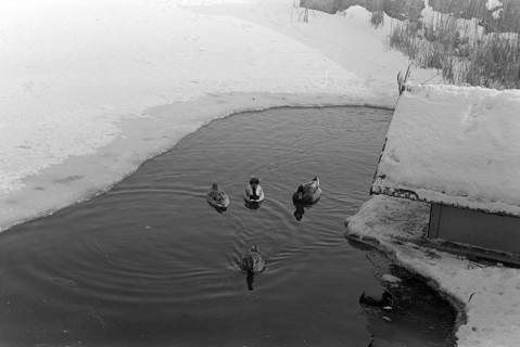 ARH NL Dierssen 1302/0016, Enten im zugefrorenen Teich (Stadthallengarten), Hannover, 1955
