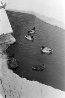 ARH NL Dierssen 1302/0017, Enten im zugefrorenen Teich (Stadthallengarten), Hannover, 1955