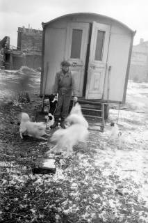 ARH NL Dierssen 1303/0020, "Hungernde Artistenhunde", Hannover, 1955