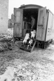 ARH NL Dierssen 1303/0021, "Hungernde Artistenhunde", Hannover, 1955