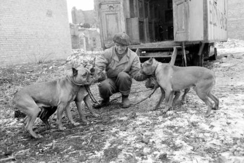 ARH NL Dierssen 1303/0027, "Hungernde Artistenhunde", Hannover, 1955