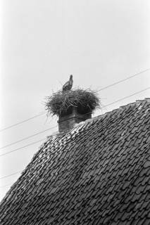 ARH NL Dierssen 1316/0010, Storch auf dem Dach, Steinhude, 1955