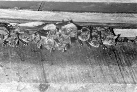 ARH NL Dierssen 1317/0015, Fledermäuse, Hagenburg, 1955