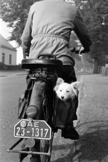 ARH NL Dierssen 1328/0015, Hund in einer Tasche an einem Kraftrad, Bremen, 1955