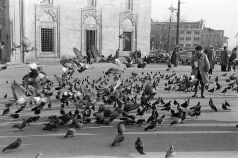 ARH NL Dierssen 1349/0031, Tauben vor der Beyazit-Moschee, Istanbul, 1956
