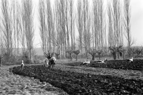 ARH NL Dierssen 1350/0012, Störche und Rinder mit Pflug auf einem Feld, Phylikaskron?, 1956
