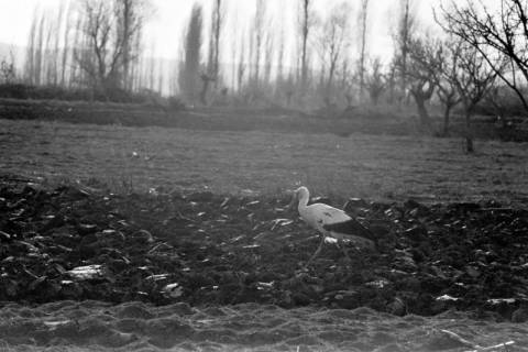 ARH NL Dierssen 1350/0016, Storch auf einem Feld, Phylikaskron?, 1956