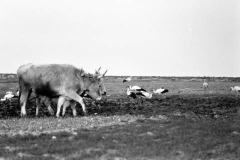 ARH NL Dierssen 1350/0022, Störche und Rinder mit Pflug auf einem Feld, Alexandroupoli, 1956