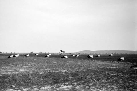 ARH NL Dierssen 1350/0024, Störche auf einem Feld, Alexandroupoli, 1956