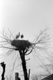 ARH NL Dierssen 1350/0029, Störche im Nest auf einem Baum, Komotini, 1956