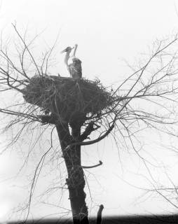 ARH NL Dierssen 1350/0031, Störche im Nest auf einem Baum, Komotini, 1956