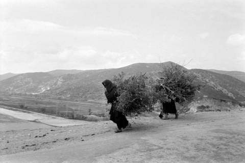 ARH NL Dierssen 1351/0013, "Fellachendorf" vor Xanthi: Holzleserinnen, Griechenland, 1956
