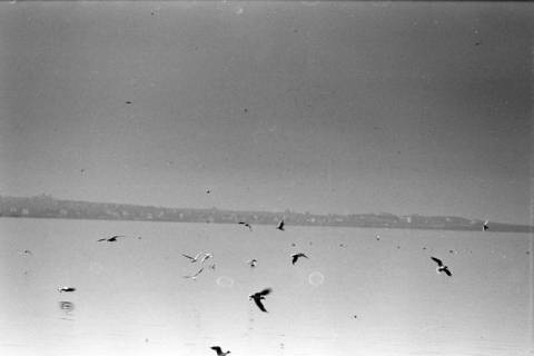 ARH NL Dierssen 1351/0025, Möwen am Hafen, Thessaloniki, 1956
