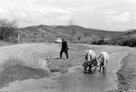 ARH NL Dierssen 1351/0034, Wasserbüffel, Polykastro, 1956