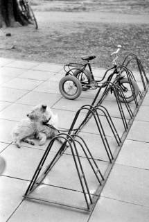 ARH NL Dierssen 1375/0025, Hund und Roller an einem Fahrradständer, Springe, 1956
