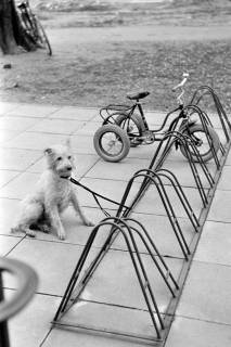 ARH NL Dierssen 1375/0026, Hund und Roller an einem Fahrradständer, Springe, 1956