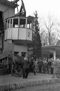 ARH NL Dierssen 1377/0029, Kamel (Trampeltier) zur Saisoneröffnung an der Burgbergseilbahn, Bad Harzburg, 1956