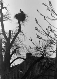 ARH NL Dierssen 1382/0026, Storch im Nest, Luthe, 1957