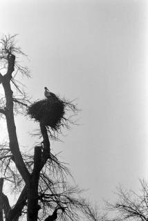 ARH NL Dierssen 1382/0027, Storch im Nest, Luthe, 1957