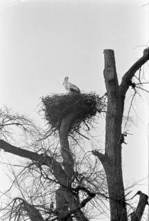 ARH NL Dierssen 1383/0003, Störche im Nest, Luthe, 1957