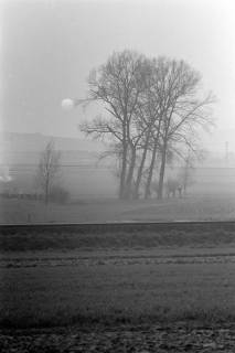 ARH NL Dierssen 1383/0006, Bäume im Nebel, Stadthagen, 1957