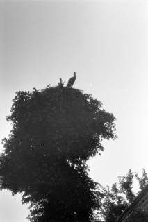 ARH NL Dierssen 1393/0023, Störche im Nest auf einem Baum, 1957