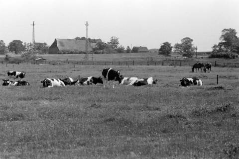 ARH NL Dierssen 1393/0026, Kühe auf der Weide, Stotel, 1957