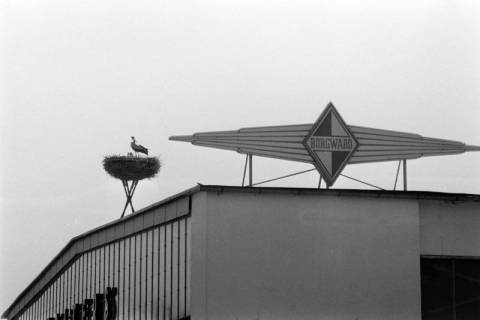 ARH NL Dierssen 1394/0013, Störche auf der Autohalle von Borgward, Bremen, 1957