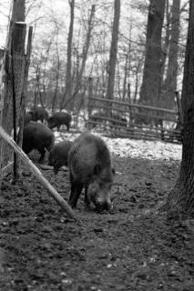 ARH NL Dierssen 1399/0024, Wildschweine, Altenhagen, 1958
