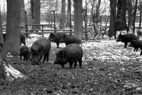 ARH NL Dierssen 1399/0030, Wildschweine, Altenhagen, 1958