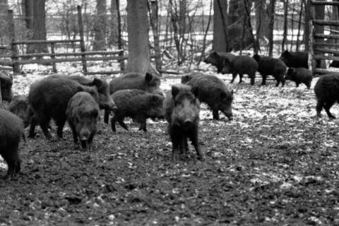 ARH NL Dierssen 1399/0031, Wildschweine, Altenhagen, 1958