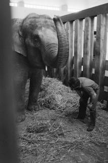 ARH NL Dierssen 1489/0003, Elefantengeburt im Zoo Hannover, 1965