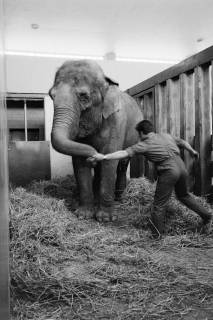 ARH NL Dierssen 1489/0004, Elefantengeburt im Zoo Hannover, 1965