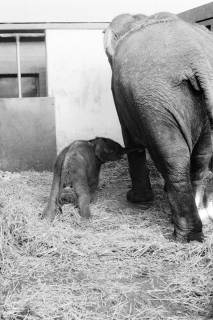 ARH NL Dierssen 1490/0008, Elefanten-Jungtier im Zoo Hannover, 1965