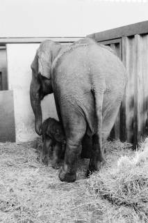 ARH NL Dierssen 1490/0009, Elefanten-Jungtier im Zoo Hannover, 1965