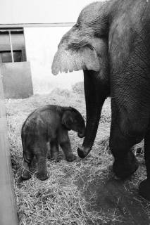 ARH NL Dierssen 1491/0001, Elefanten-Jungtier im Zoo Hannover, 1965