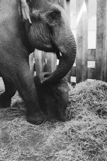 ARH NL Dierssen 1491/0002, Elefanten-Jungtier im Zoo Hannover, 1965