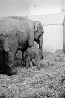 ARH NL Dierssen 1491/0003, Elefanten-Jungtier im Zoo Hannover, 1965