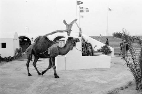 ARH NL Dierssen 1521/0020, Brunnen mit Kamel, Raoued, 1966