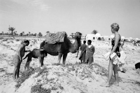 ARH NL Dierssen 1521/0023, Kamele am Strand, Djerba, 1966