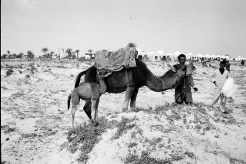 ARH NL Dierssen 1521/0029, Kamele am Strand, Djerba, 1966