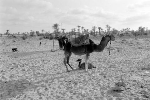 ARH NL Dierssen 1522/0014, Kamele am Strand, Houmt Souk, 1966