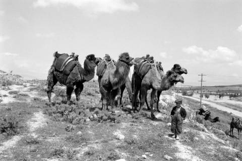 ARH NL Dierssen 1564/0014, Kamele, Denizli, 1967